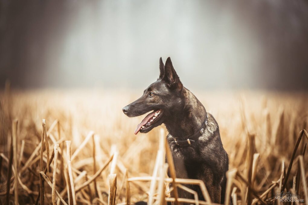 schäferhund im Feld beim Hundefotoshooting