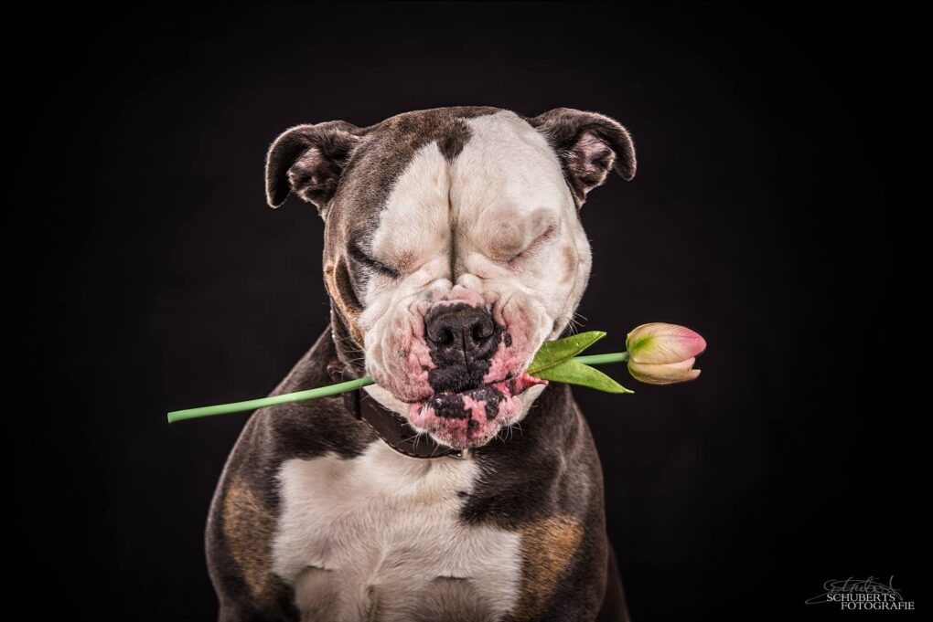 Englisch Bulldog mit Blume