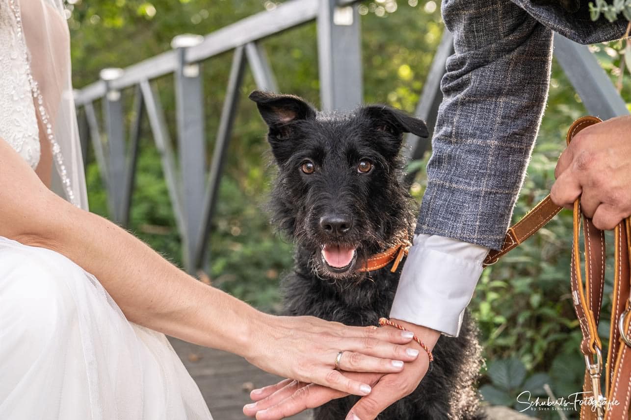 Brautpaar Hände mit Hund