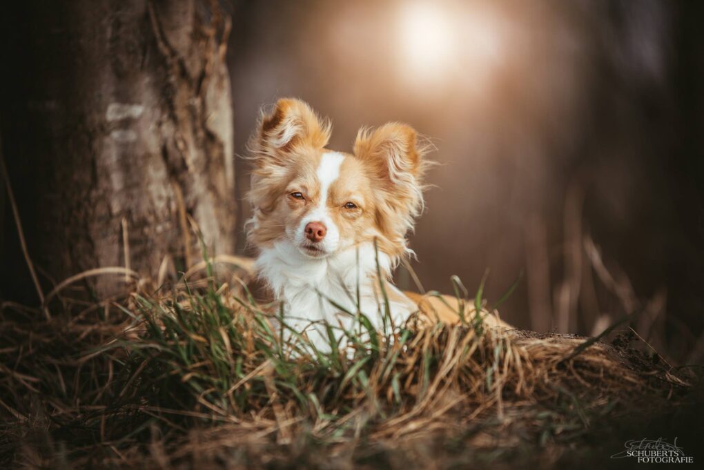 Hundefotografie Outdoor, kleiner Hund