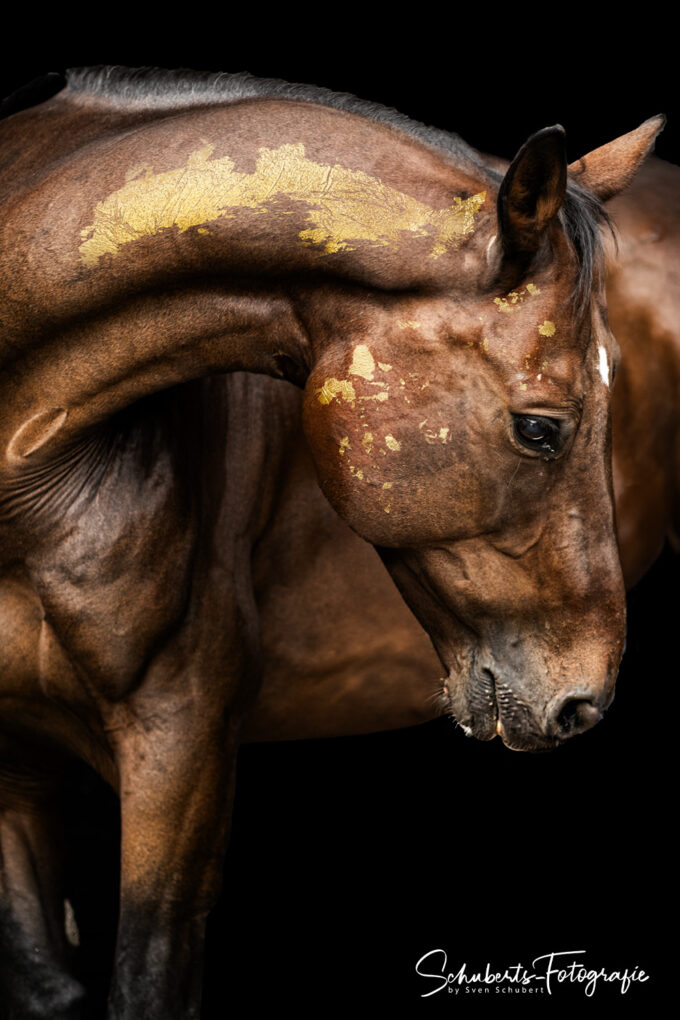 Pferde mit Blattgolf Fotoshooting