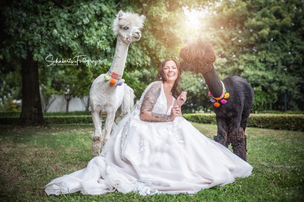 Alpakas und Braut auf Hochzeit