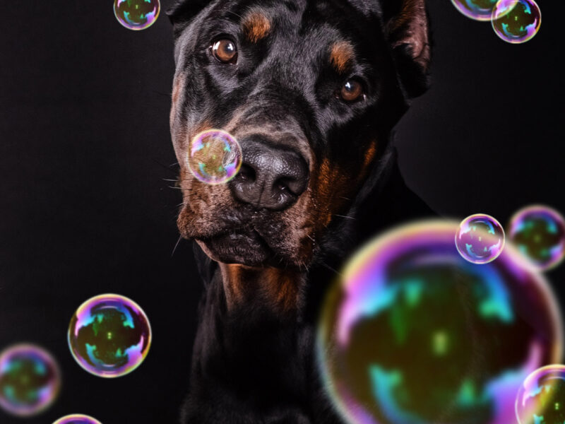 Hunde Seifenblasen – Fotoshooting