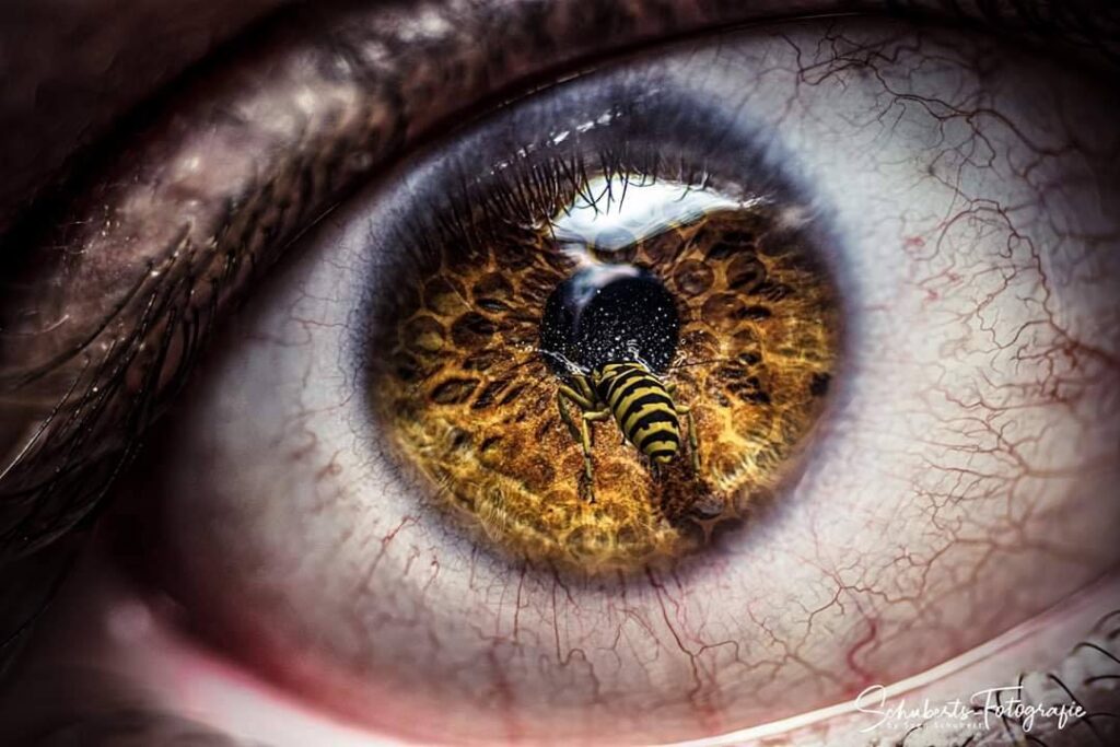 Auge mit Biene Fotomontage